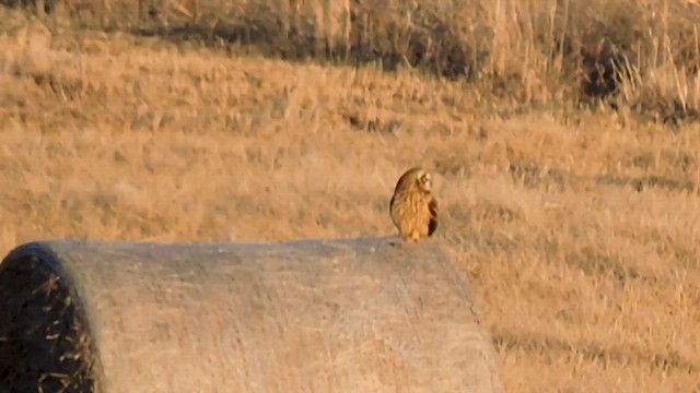 jordugle (flammeus) - ML652833159