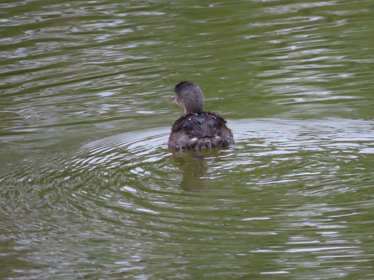 pygmédykker - ML652833161