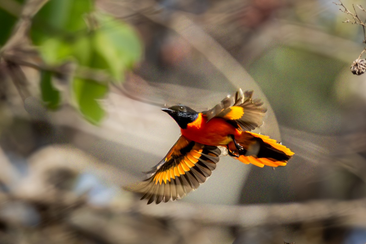 Orange Minivet - ML652833233