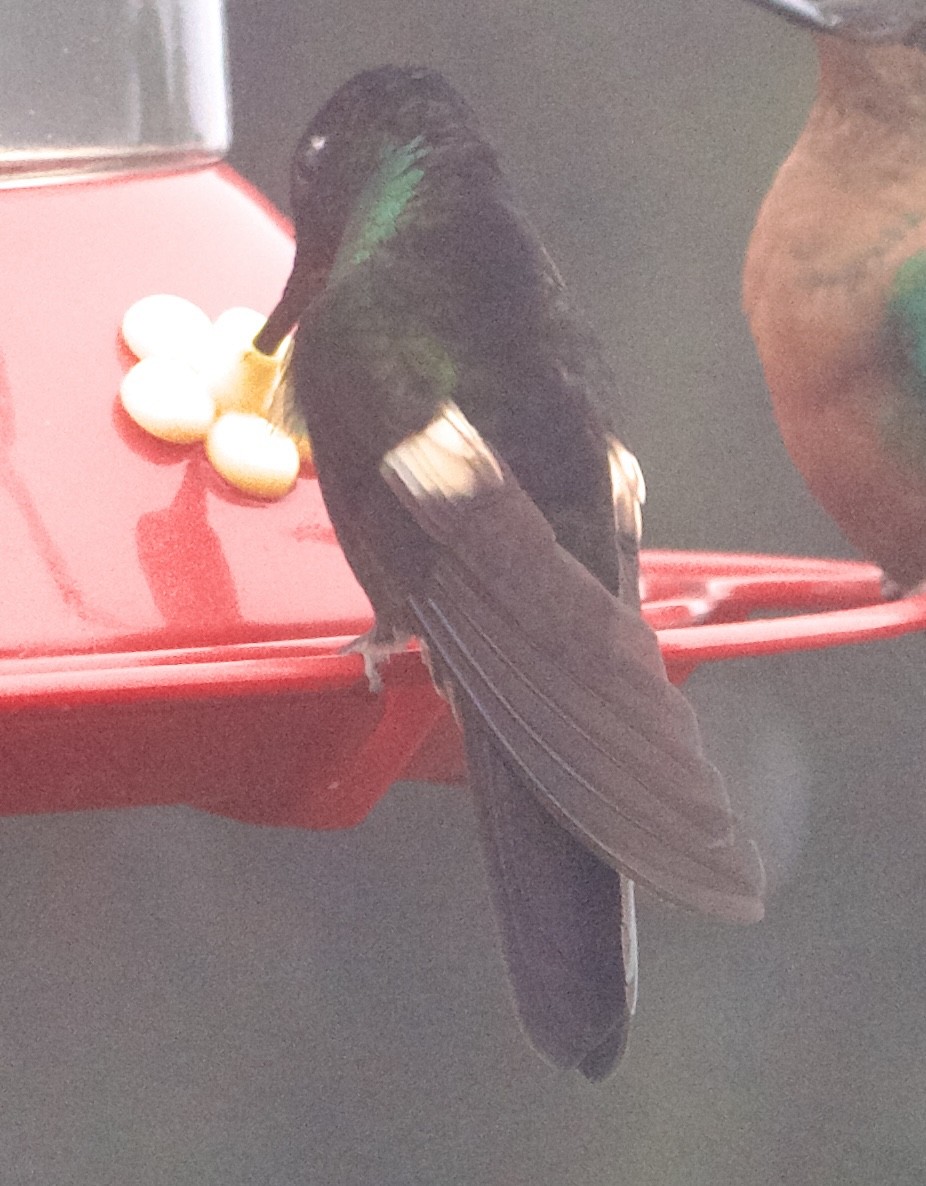 opalvingeinka - ML652833246