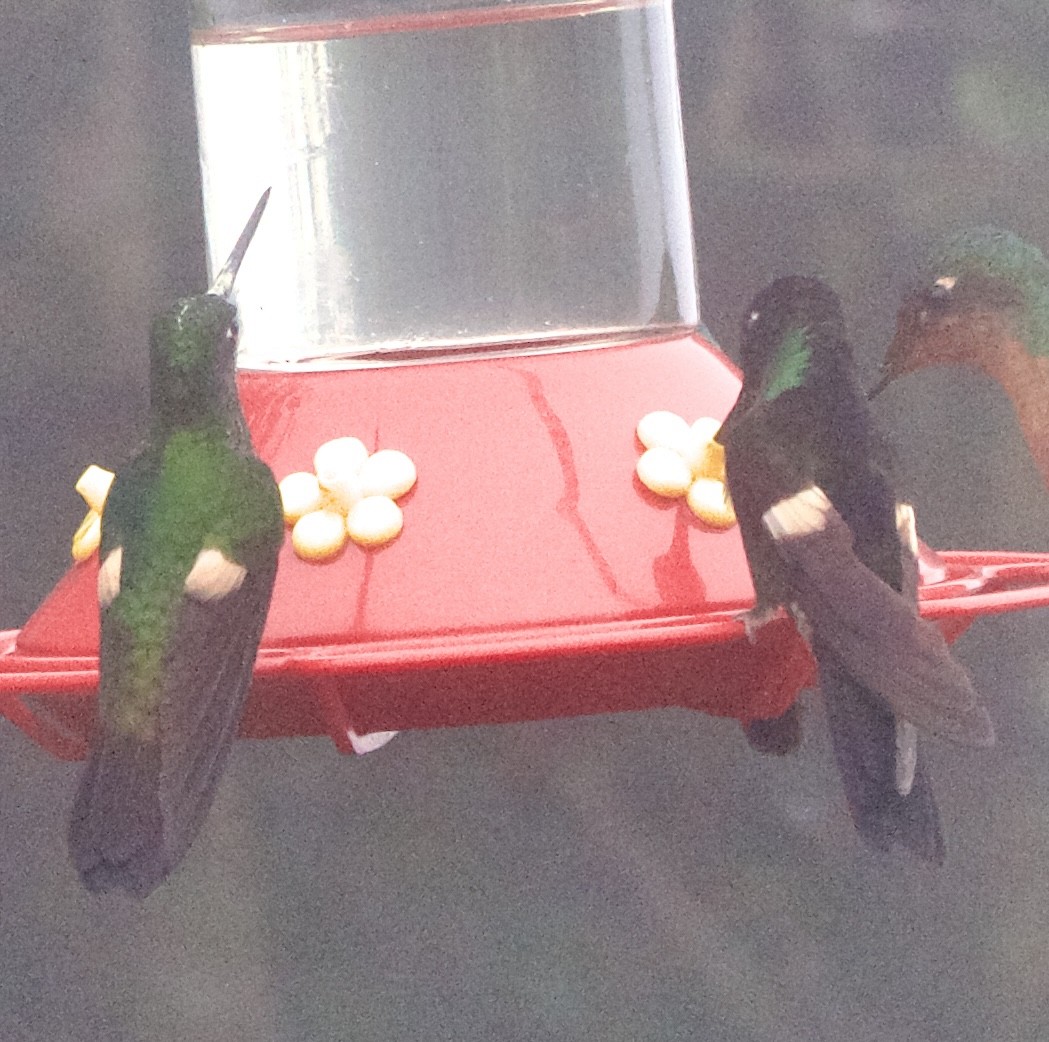 opalvingeinka - ML652833247