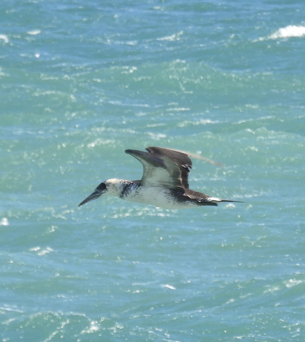 havsule - ML652833248