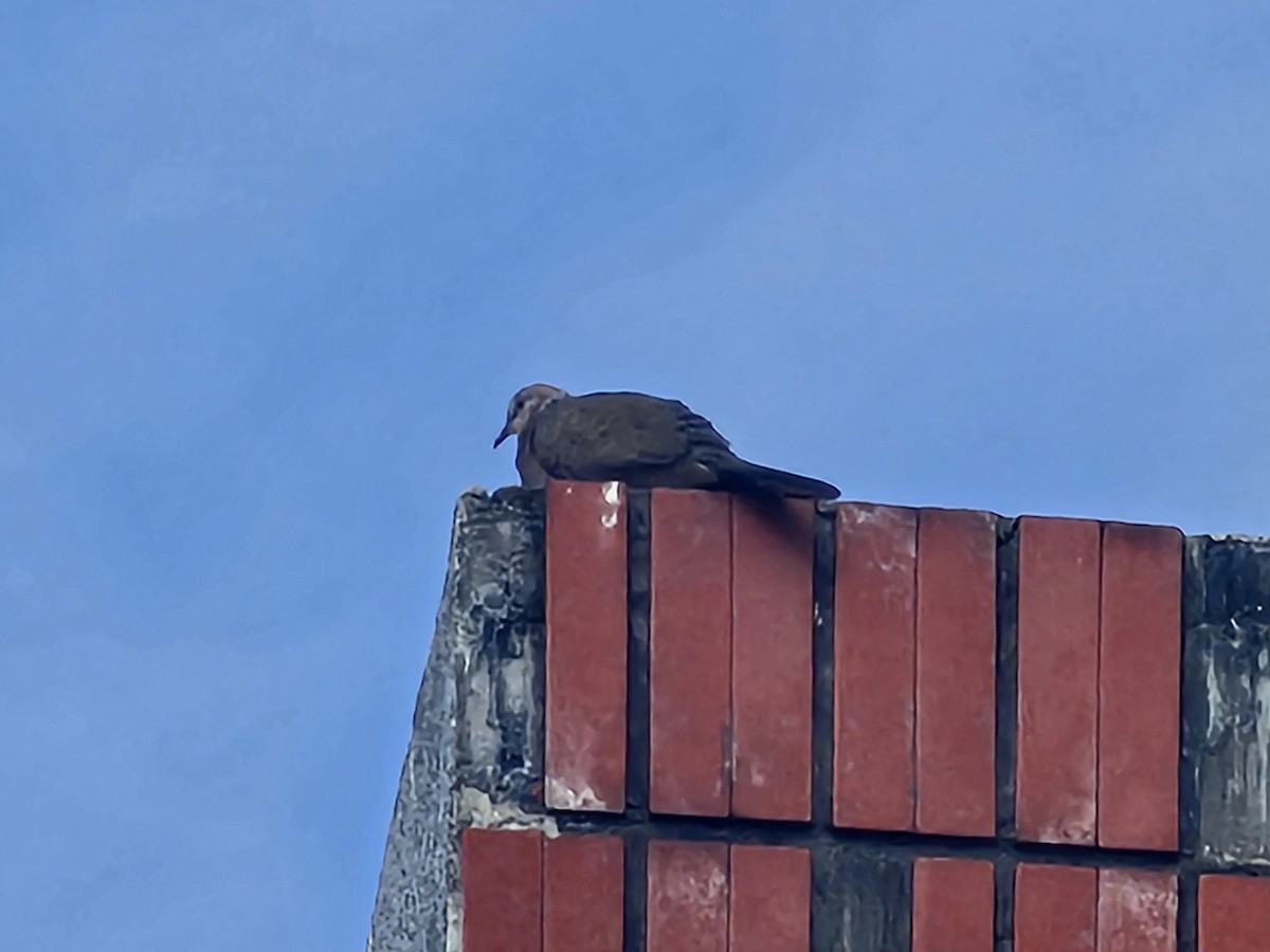 perlekragedue - ML652833249