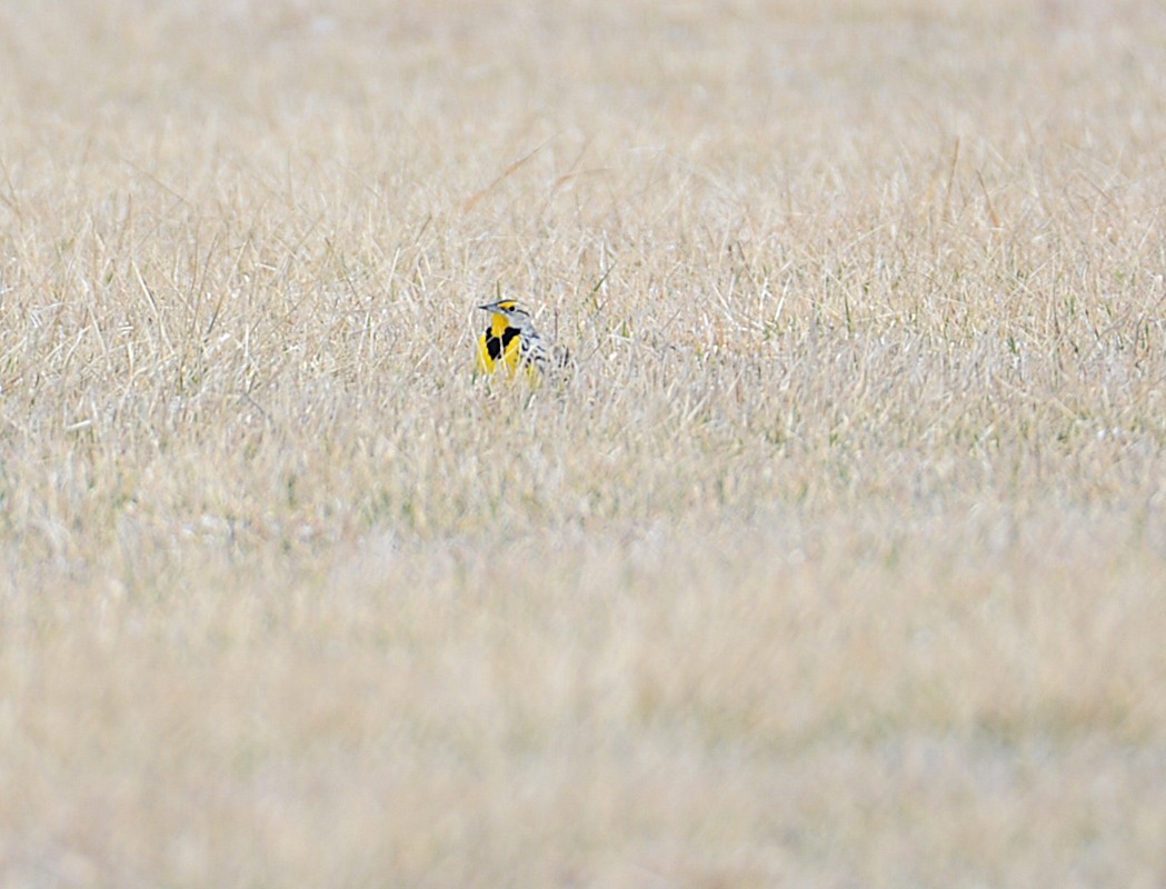 englerketrupial - ML652833250