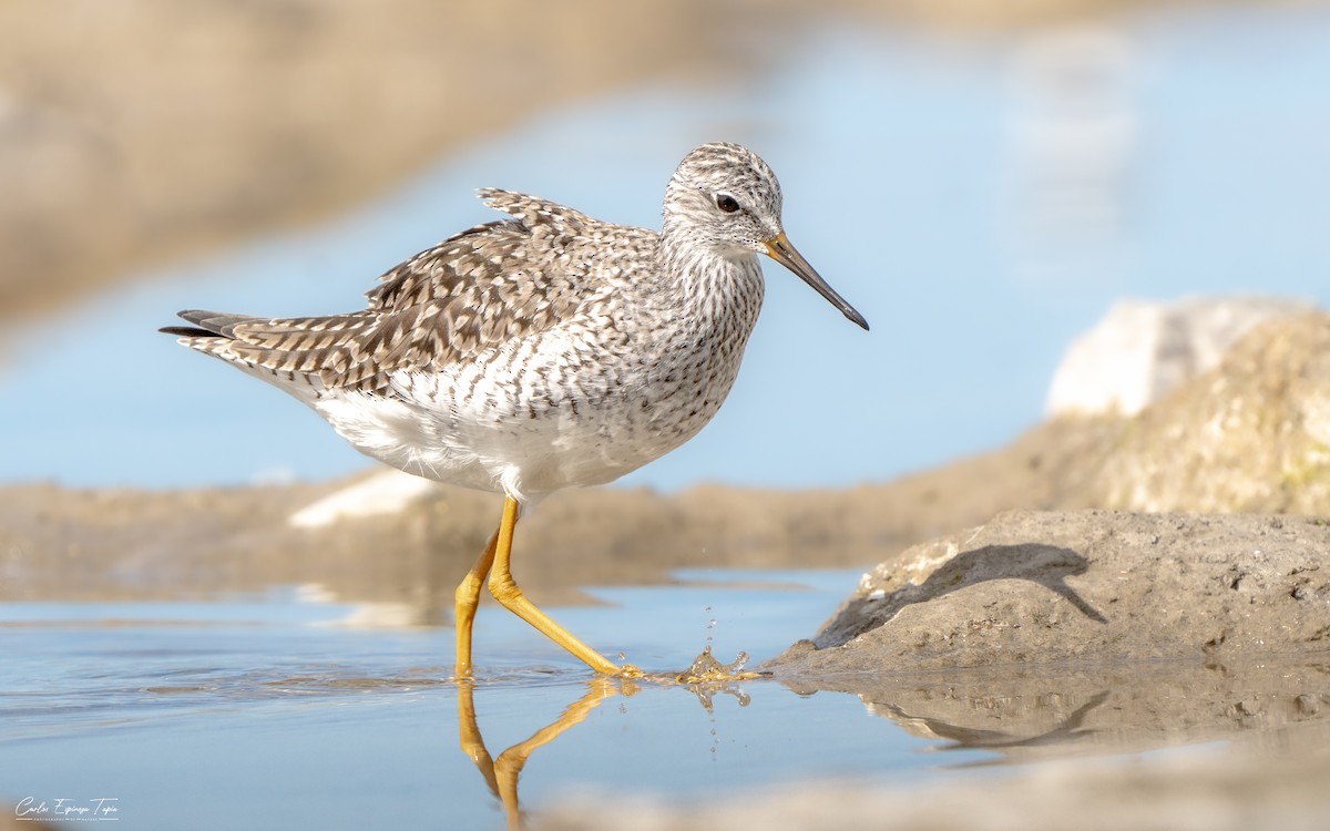 gulbeinsnipe - ML652833253