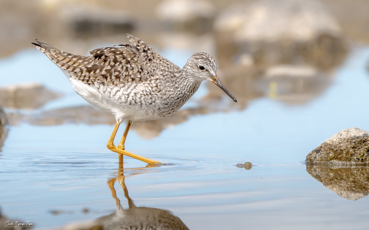 gulbeinsnipe - ML652833254