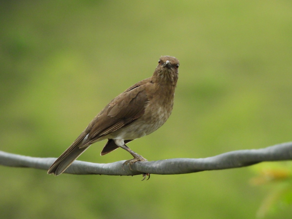 svartnebbtrost - ML652833260