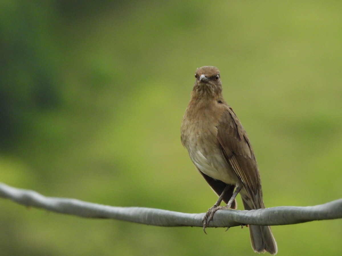 svartnebbtrost - ML652833261