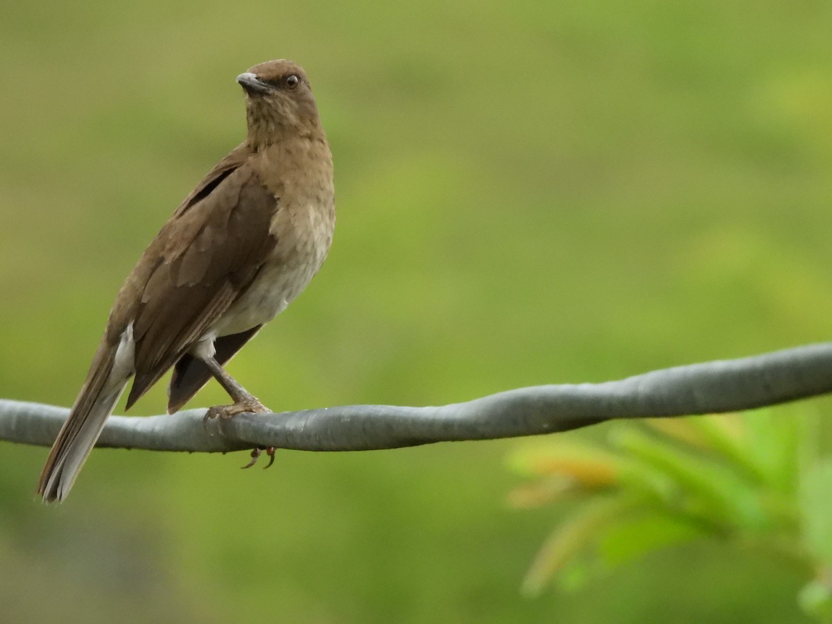 svartnebbtrost - ML652833262