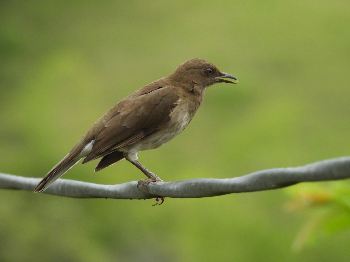 svartnebbtrost - ML652833263