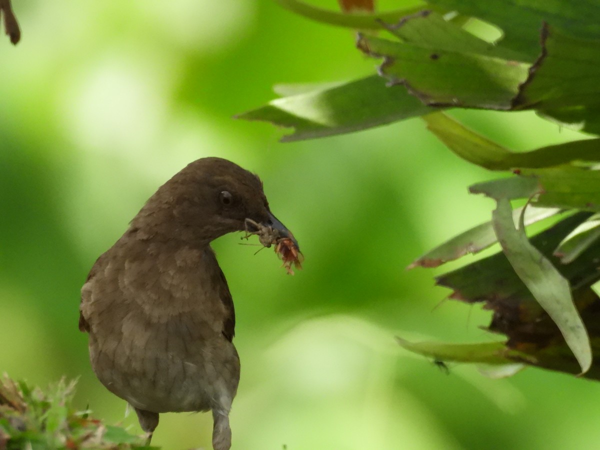 svartnebbtrost - ML652833264