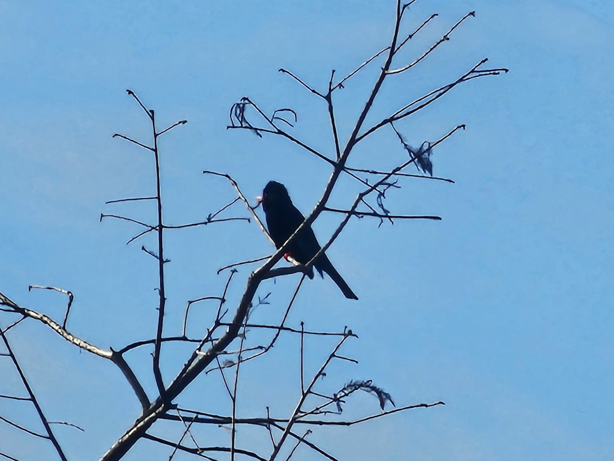 svartbylbyl - ML652833265