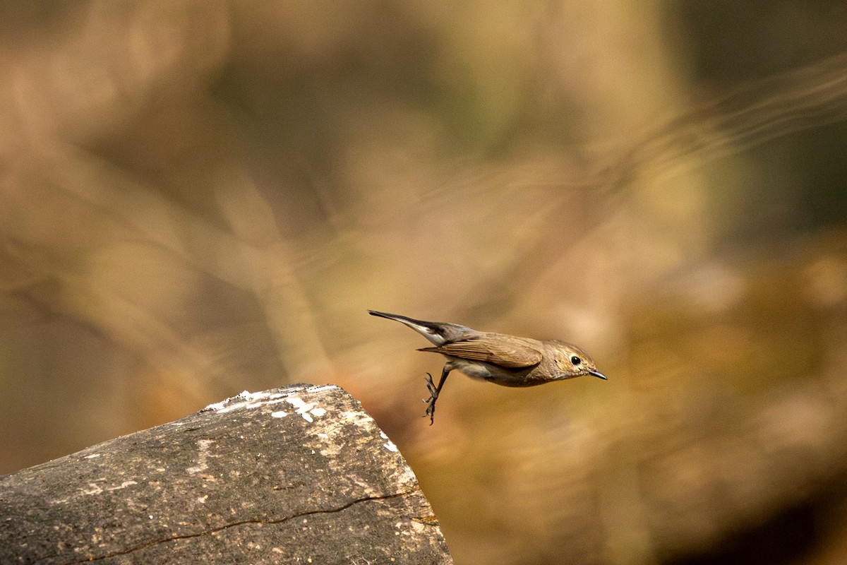 taigafluesnapper - ML652833266