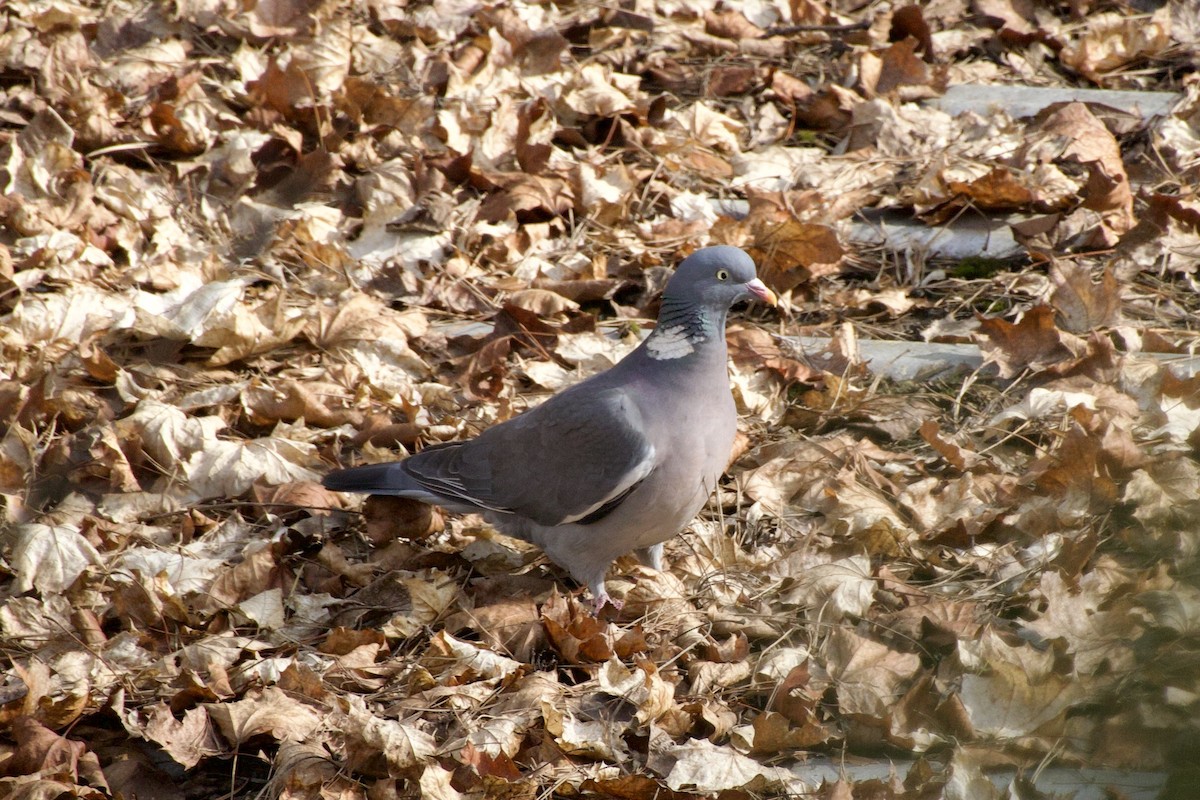 ringdue - ML652833268