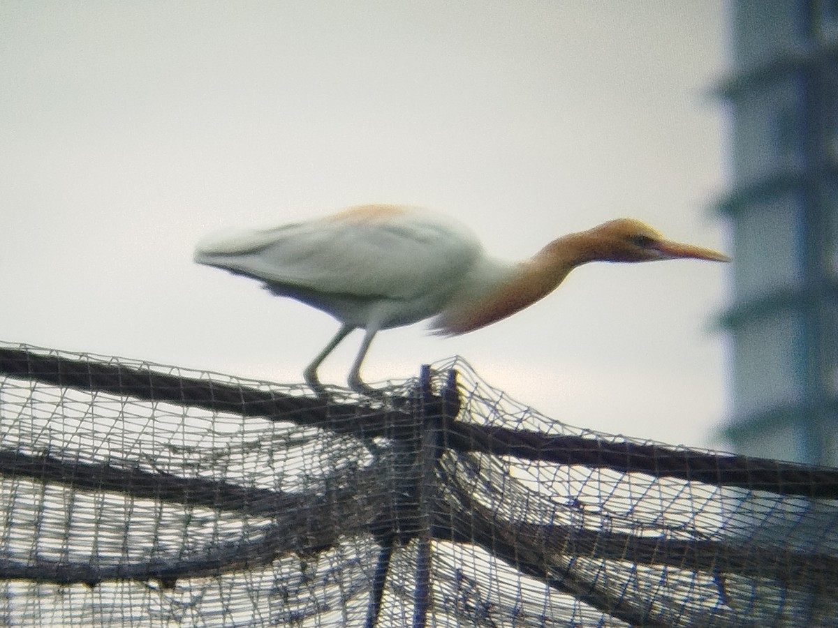 bøffelhegre - ML652833272