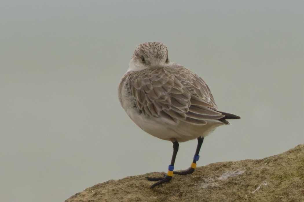 sandløper - ML652833275