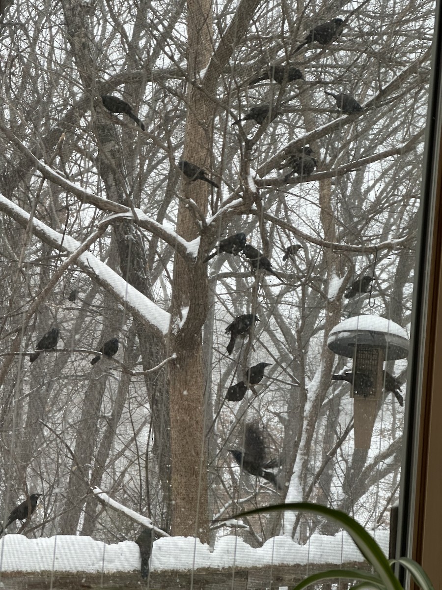 glanstrupial - ML652833276