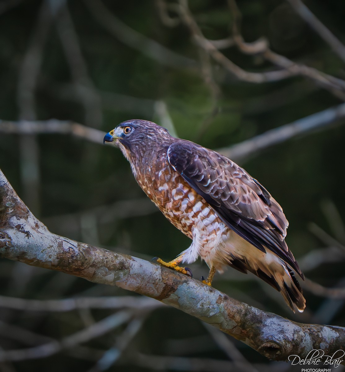 Broad-winged Hawk - ML652833481