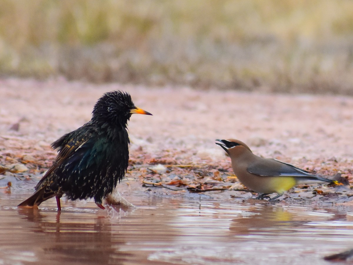 Zedernseidenschwanz - ML652833606