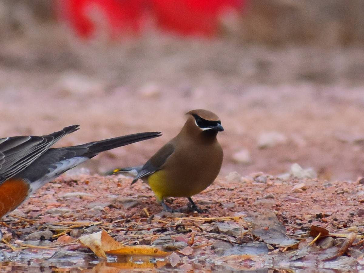 Zedernseidenschwanz - ML652833627