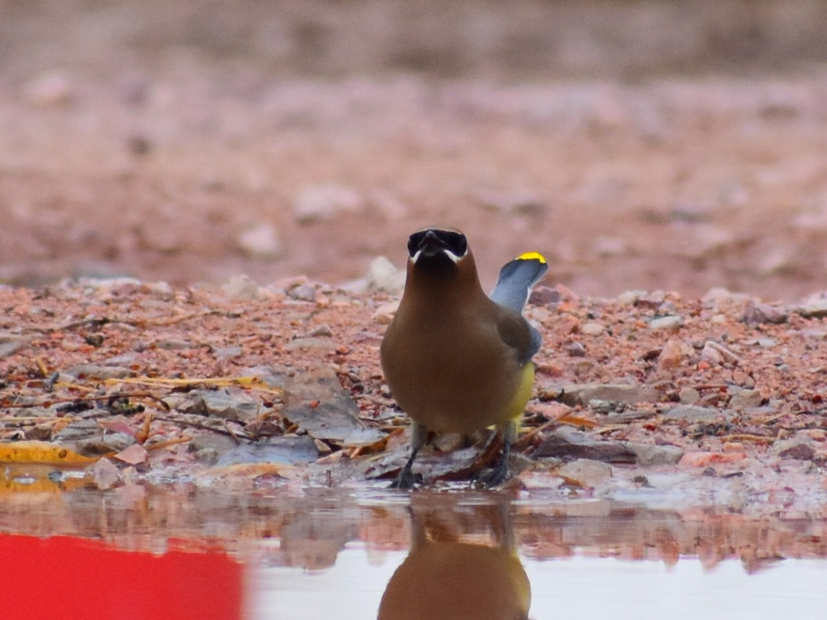 Zedernseidenschwanz - ML652833640