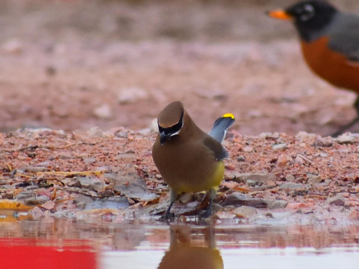 Zedernseidenschwanz - ML652833647