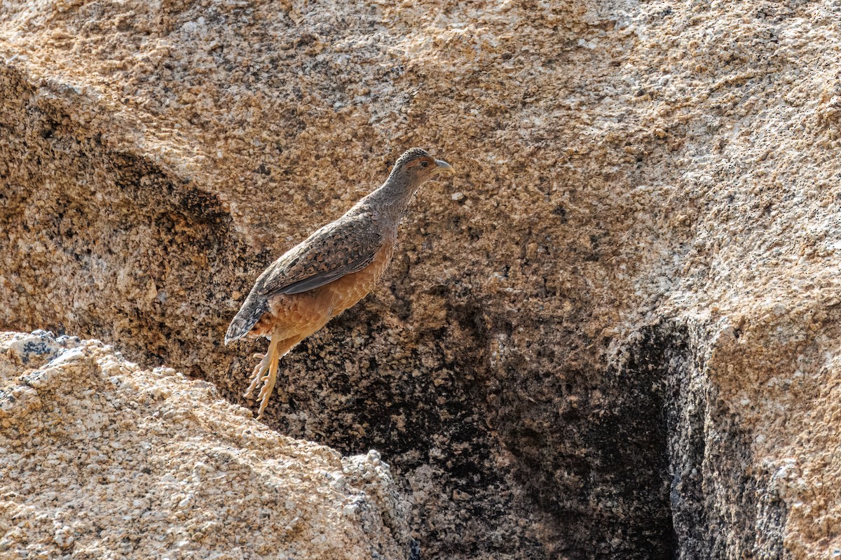 Francolín de Hartlaub - ML652834084