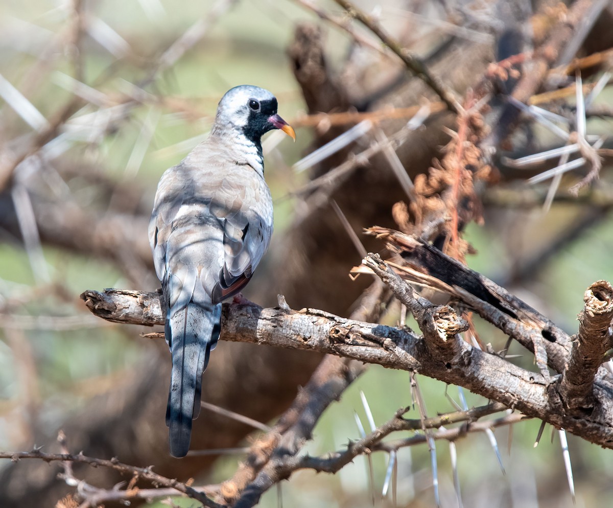 Tortora mascherata - ML652834904