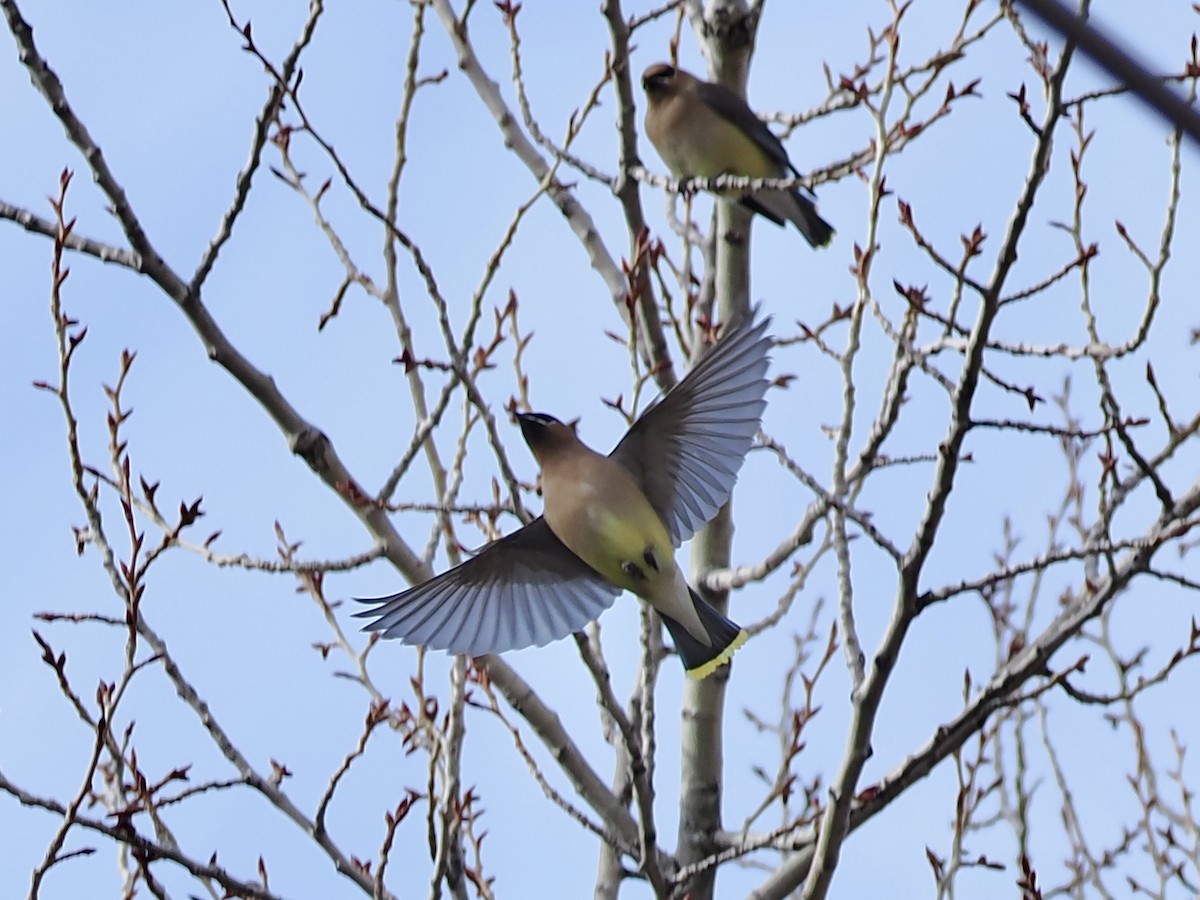 Zedernseidenschwanz - ML652835256