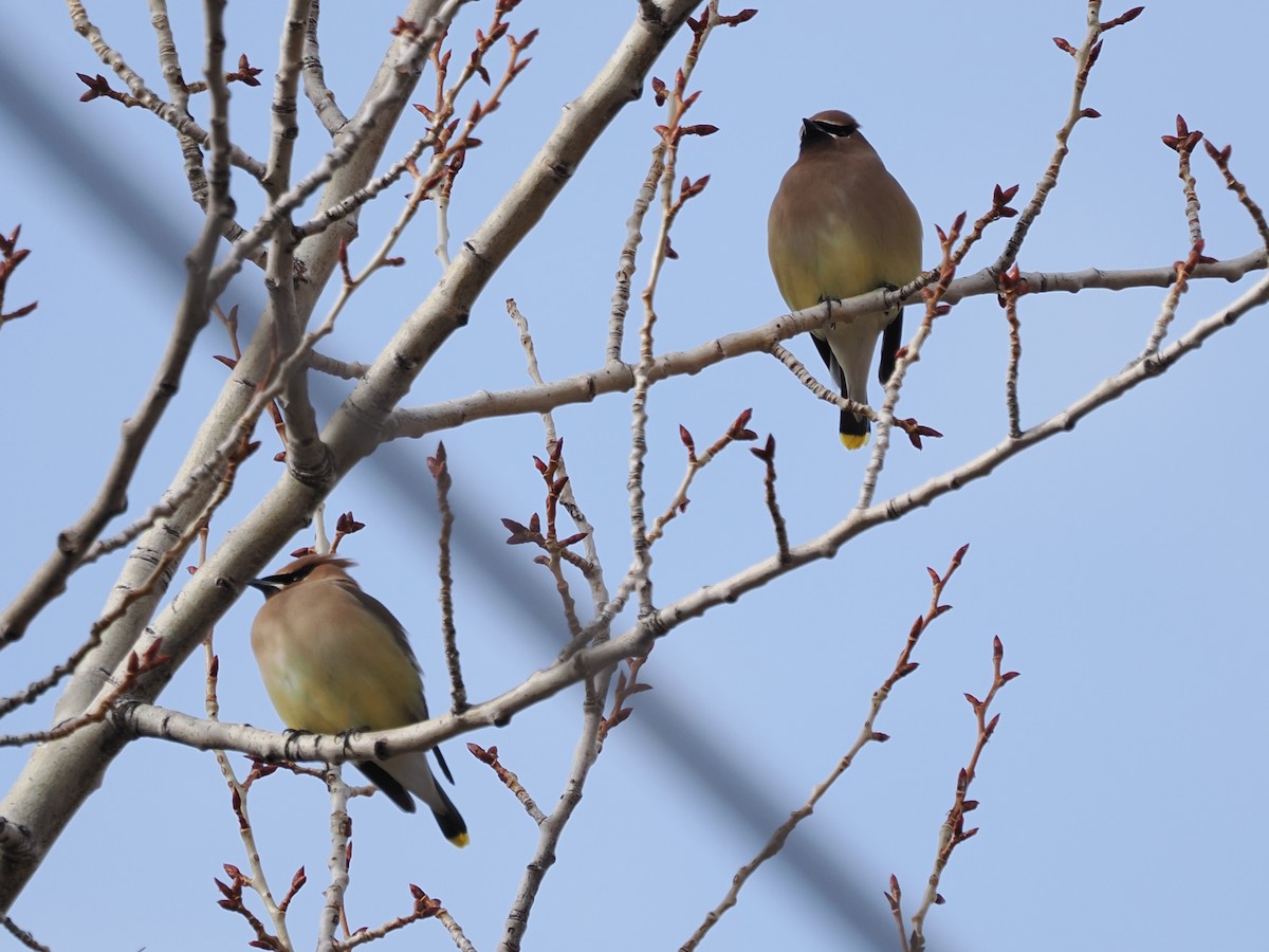 Zedernseidenschwanz - ML652835257