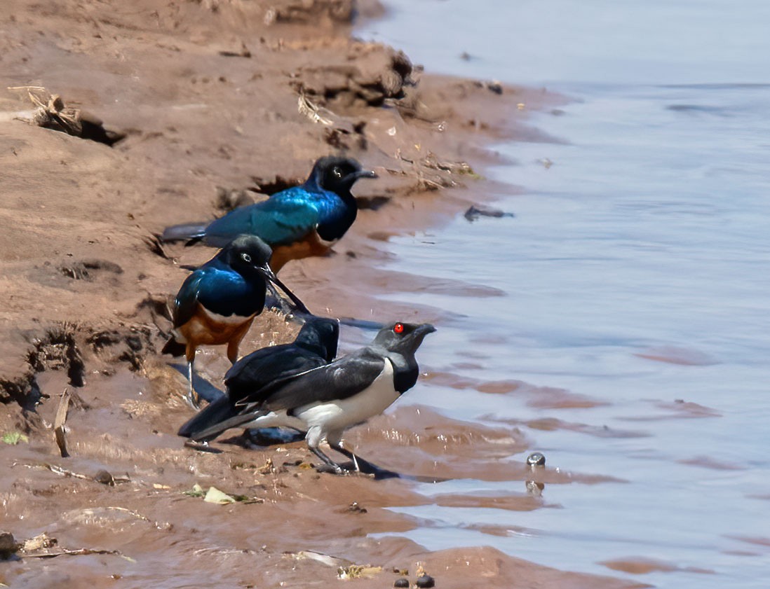 Magpie Starling - ML652835258