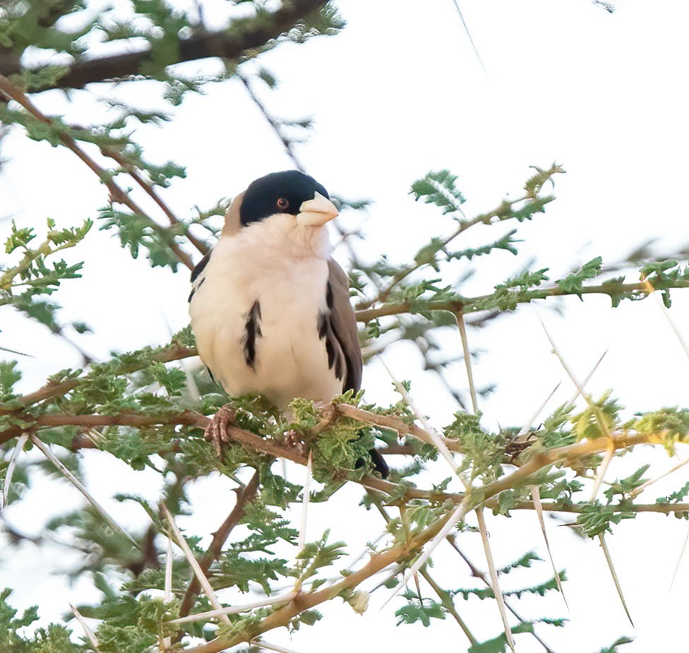 Black-capped Social-Weaver - ML652835607