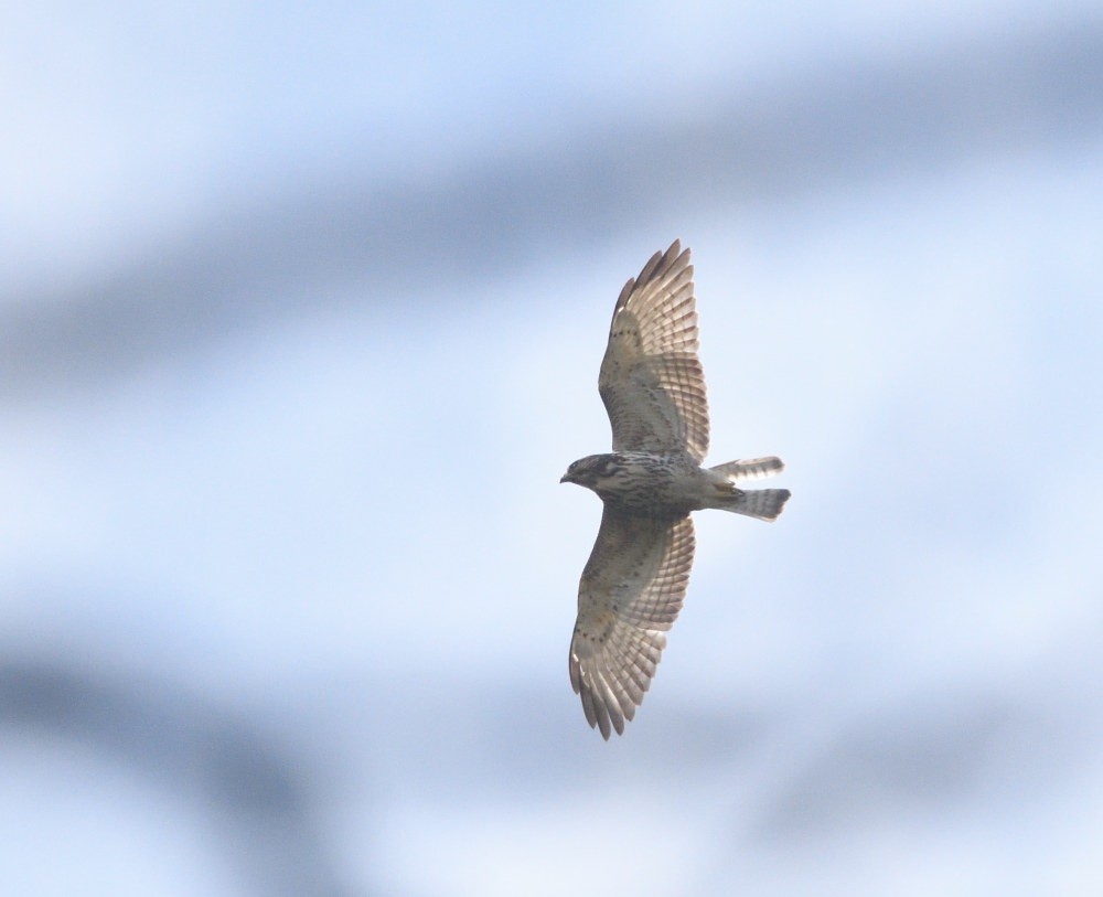 Broad-winged Hawk - ML652835618