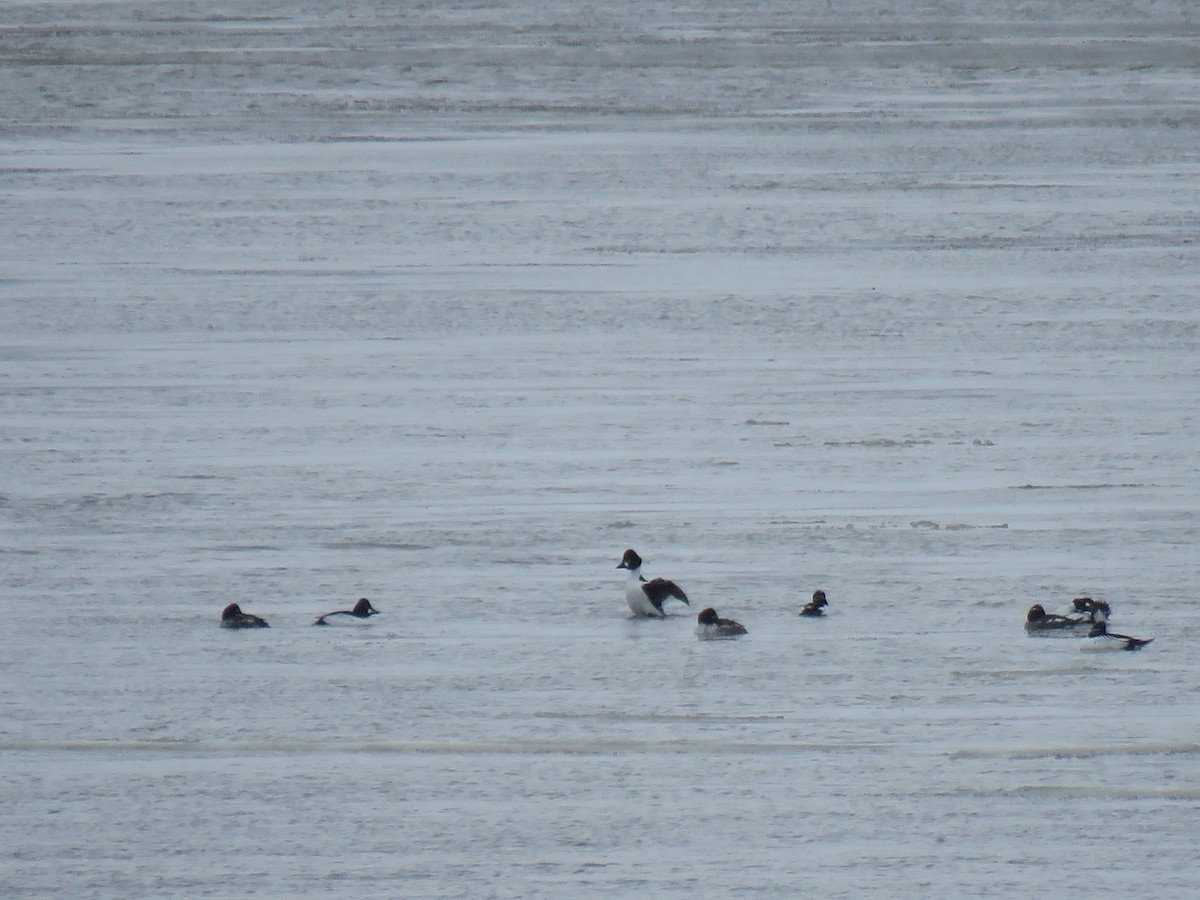 Common Goldeneye - ML652835779