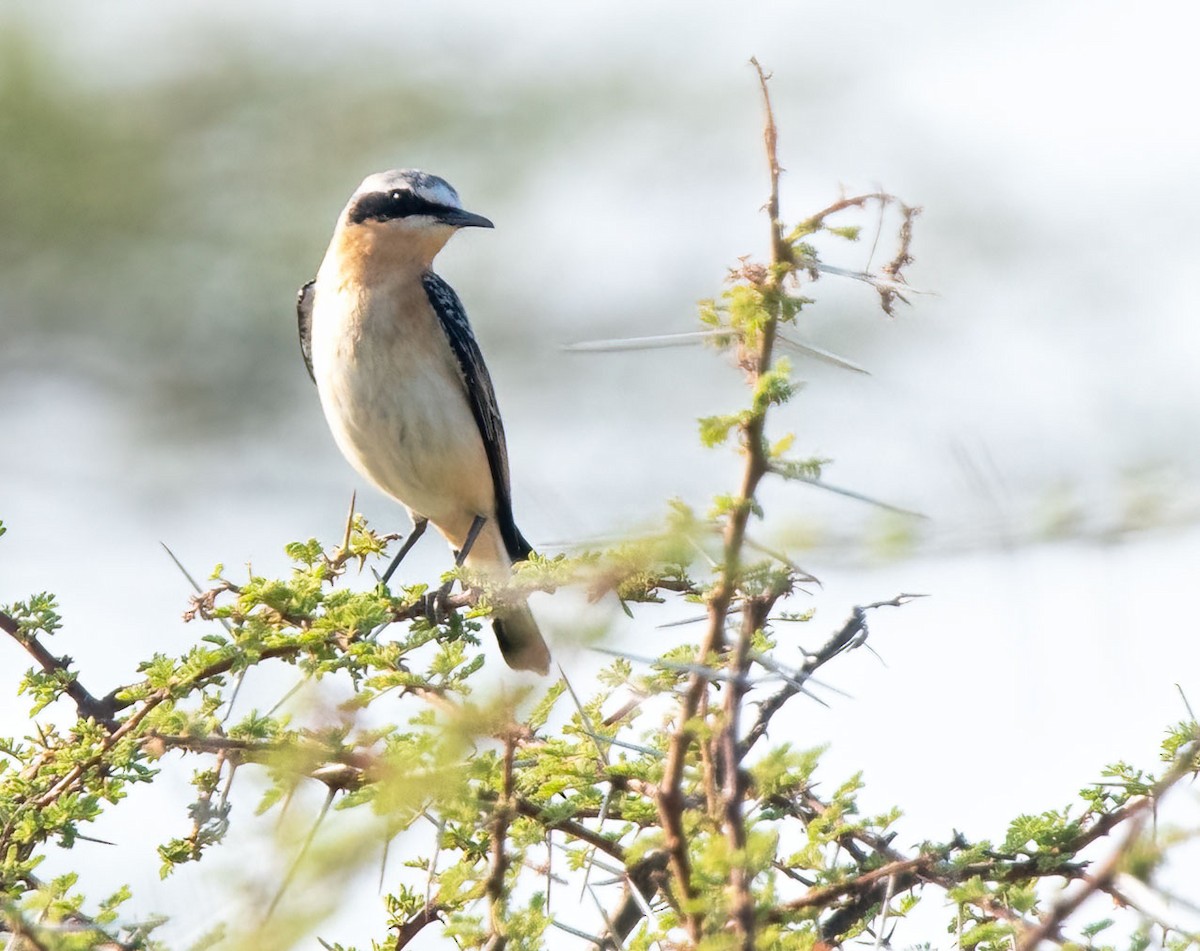 Culbianco - ML652835847