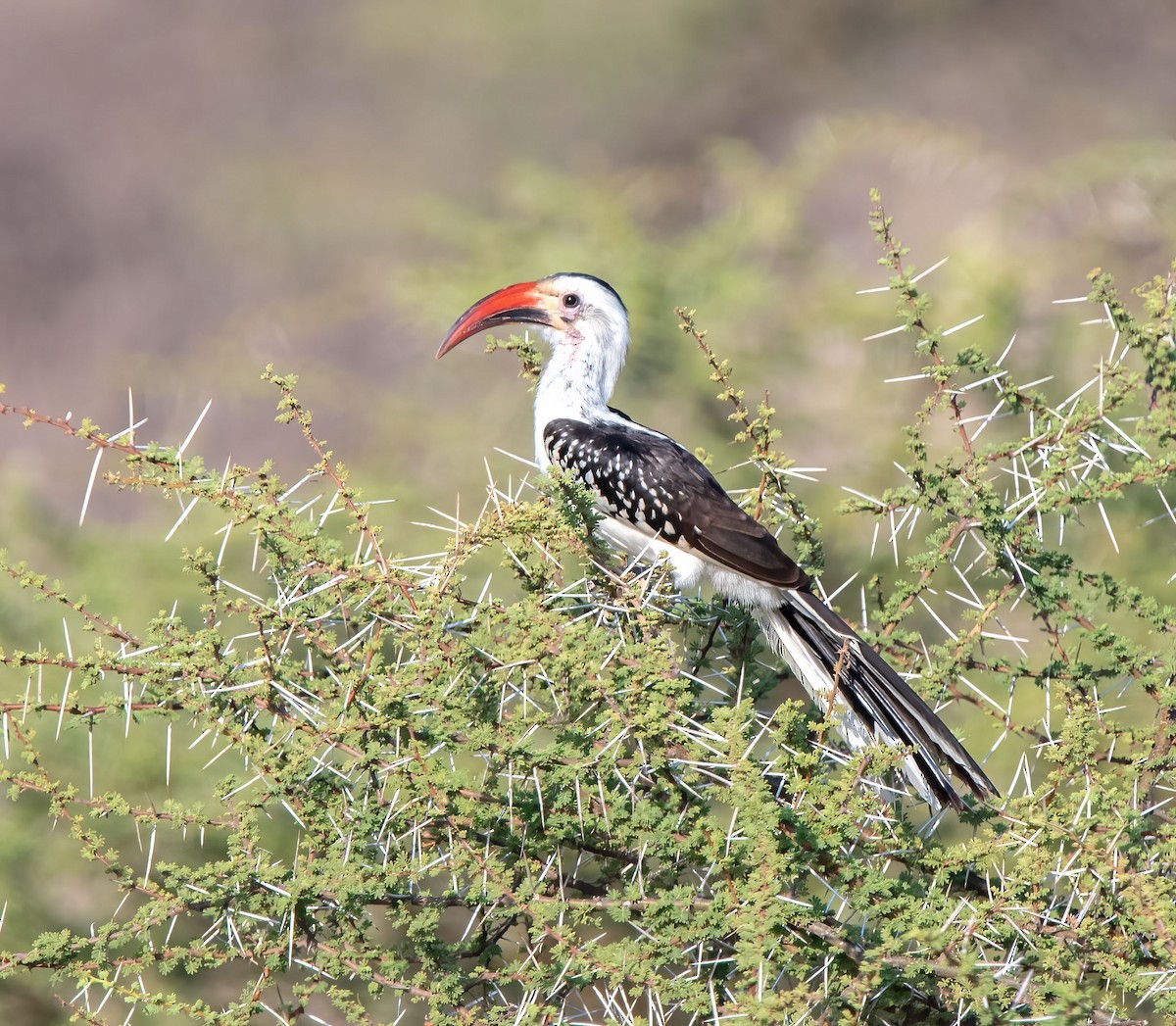 Northern Red-billed Hornbill - ML652836116