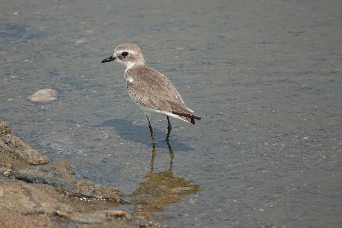 Tibet Cılıbıtı - ML652836313