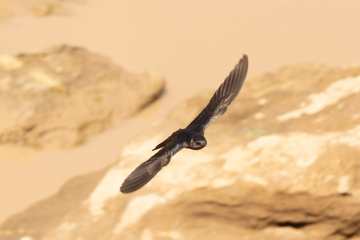 Southern Martin - ML652836392