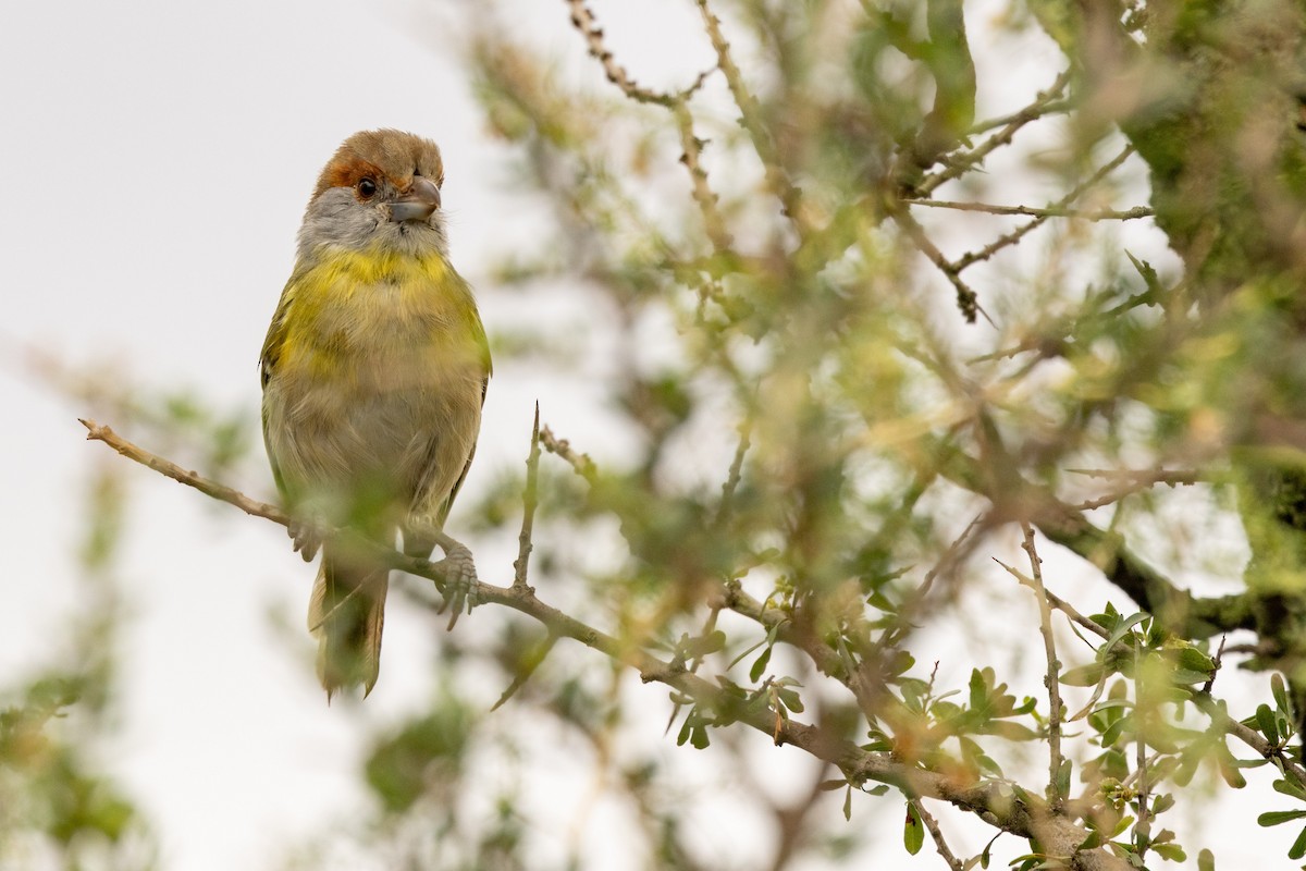 Rufous-browed Peppershrike - ML652836409