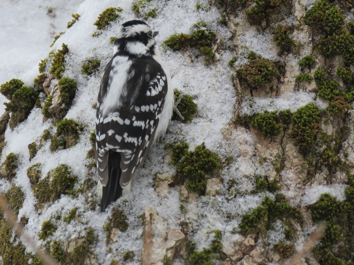 Downy Woodpecker - ML652836646