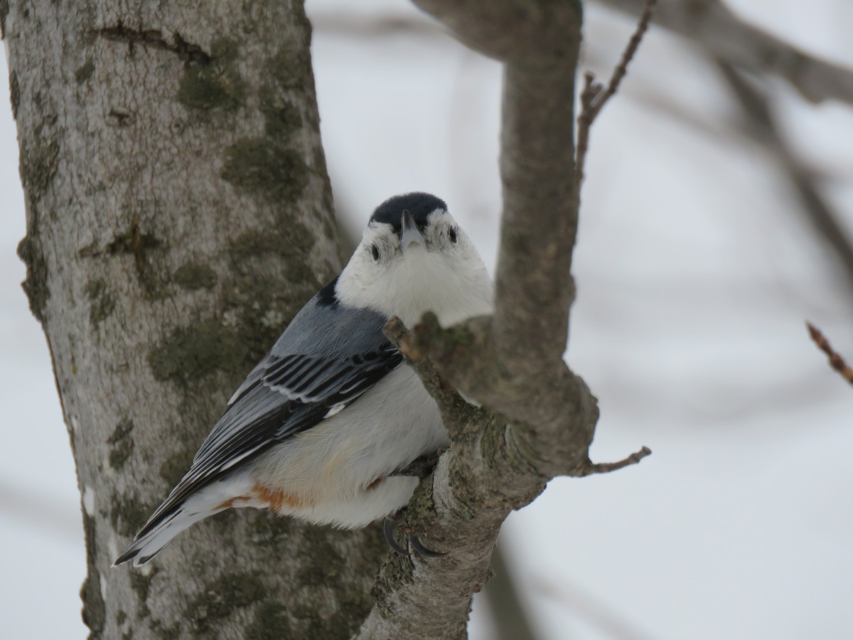 White-breasted Nuthatch - ML652836676