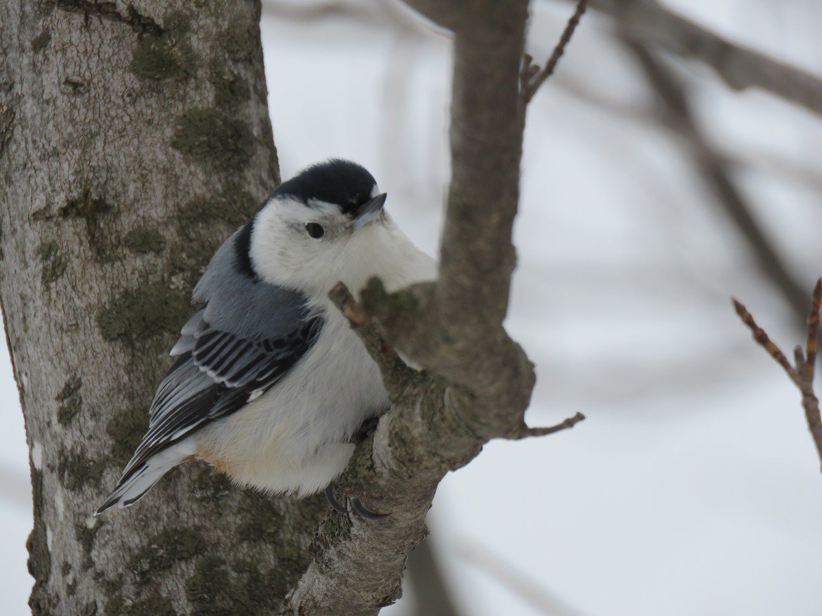 White-breasted Nuthatch - ML652836677