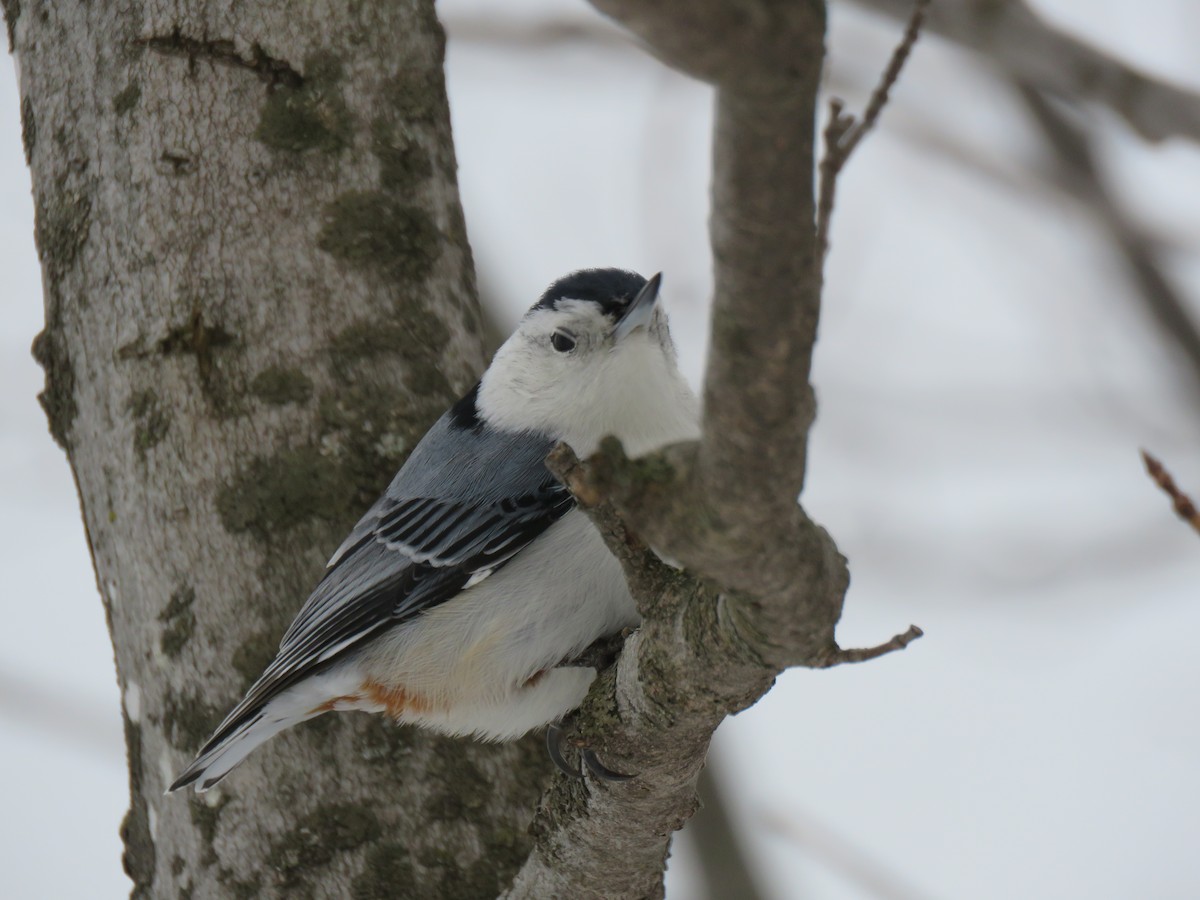 White-breasted Nuthatch - ML652836678