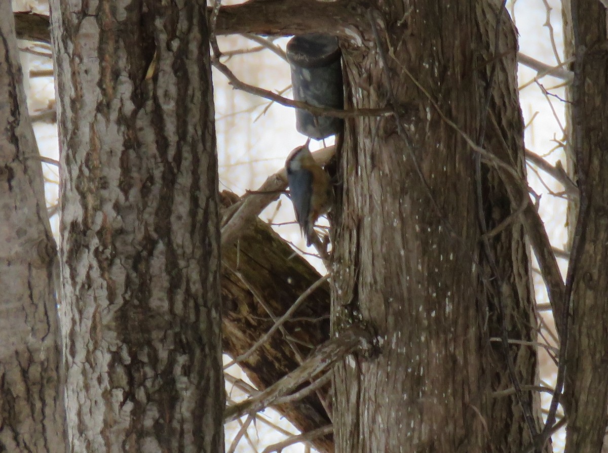 Red-breasted Nuthatch - ML652836697