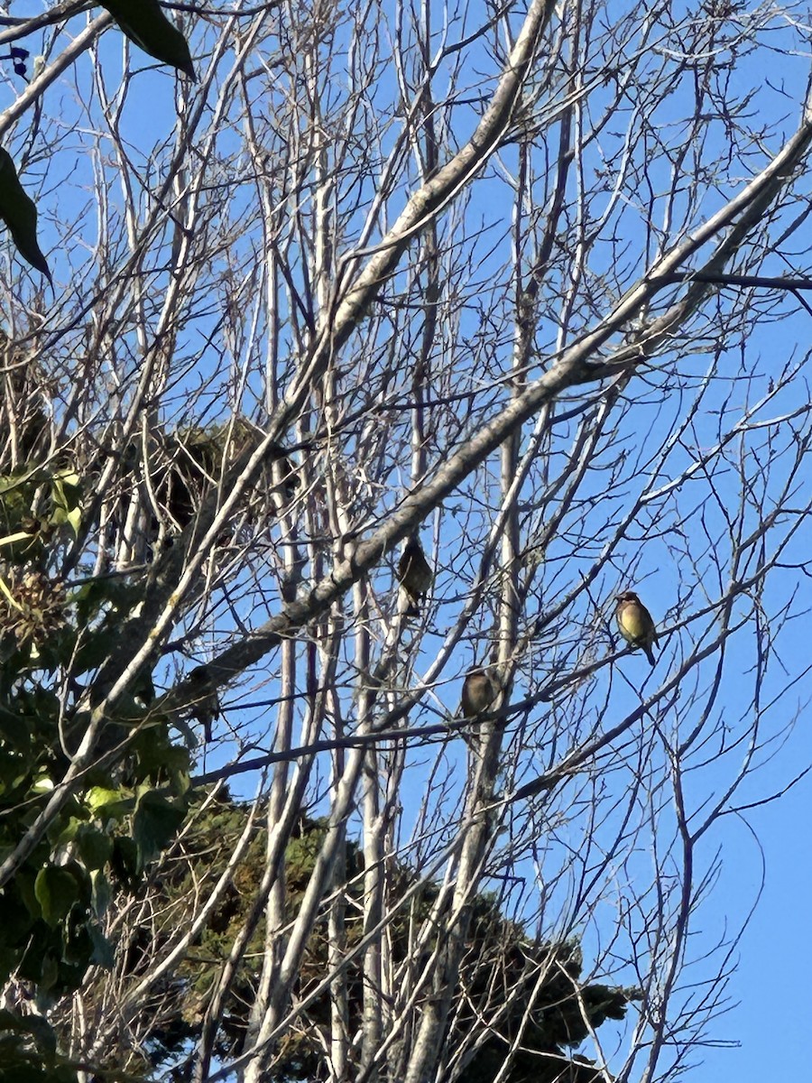 Zedernseidenschwanz - ML652836736