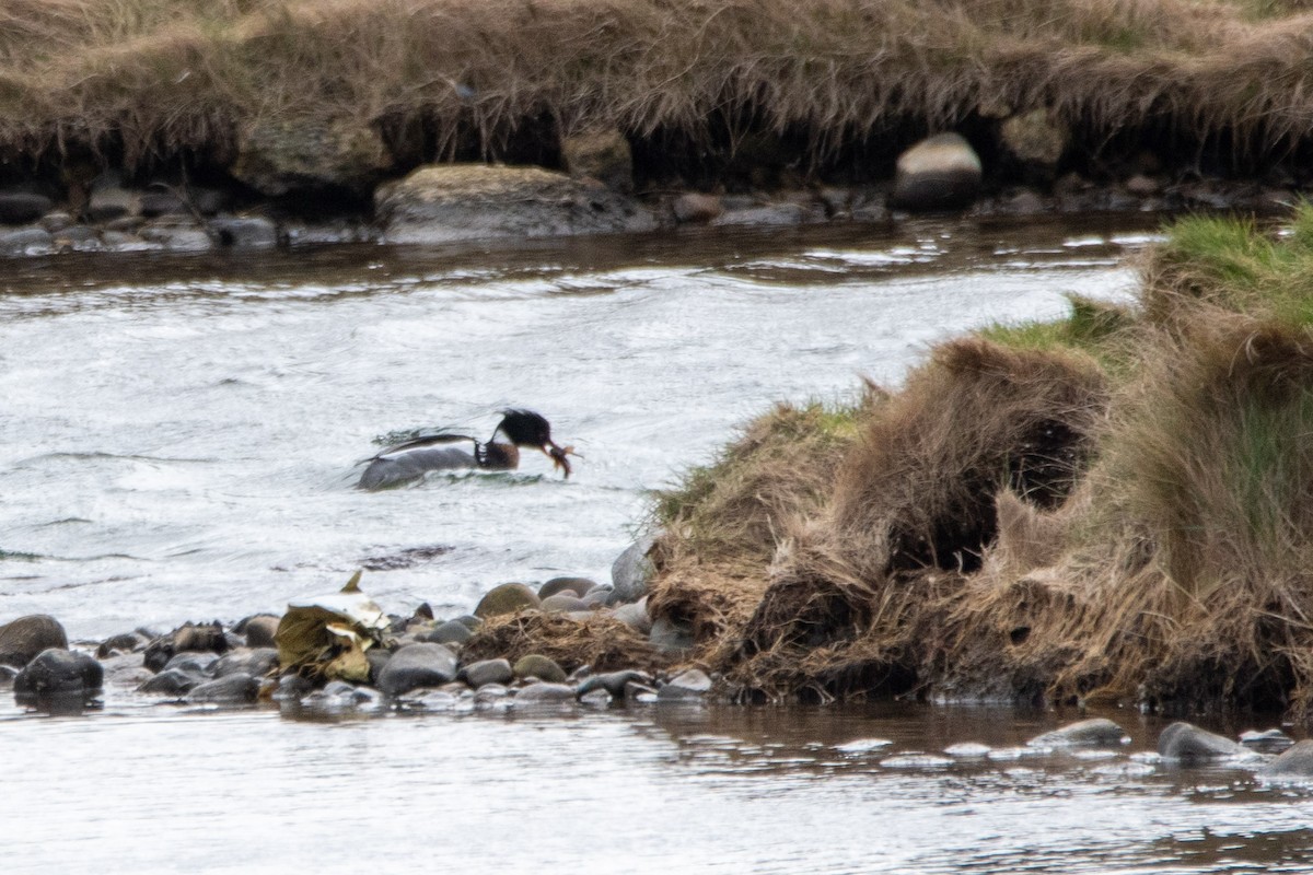 Длинноносый крохаль - ML652837828