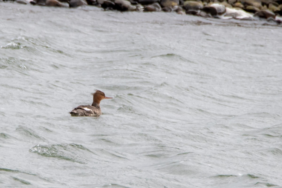 Длинноносый крохаль - ML652837832