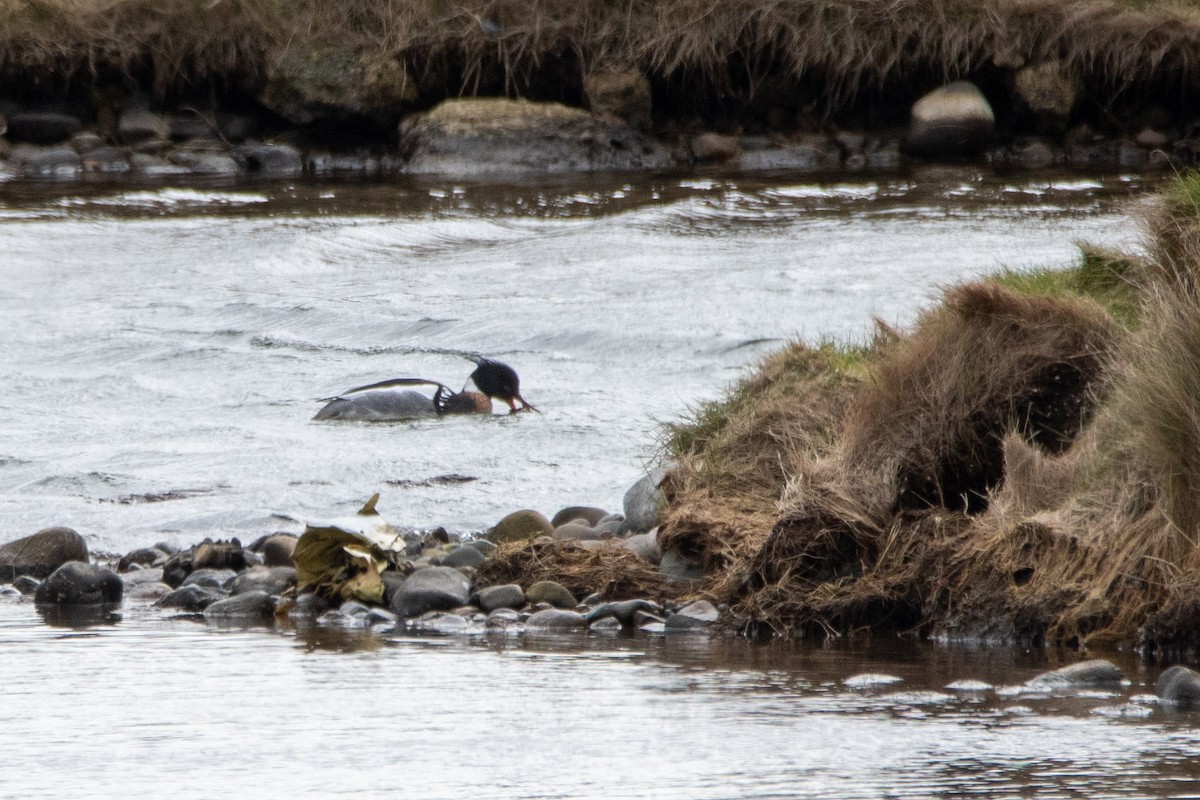 Длинноносый крохаль - ML652837844