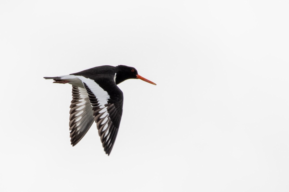 Кулик-сорока - ML652837858