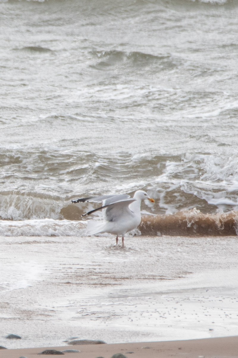 Серебристая чайка - ML652837877